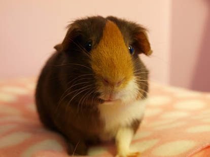 I Can Has Carrot?