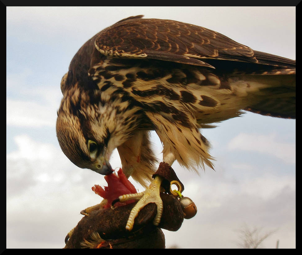 Lanner Falcon