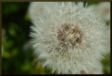 Dandelion