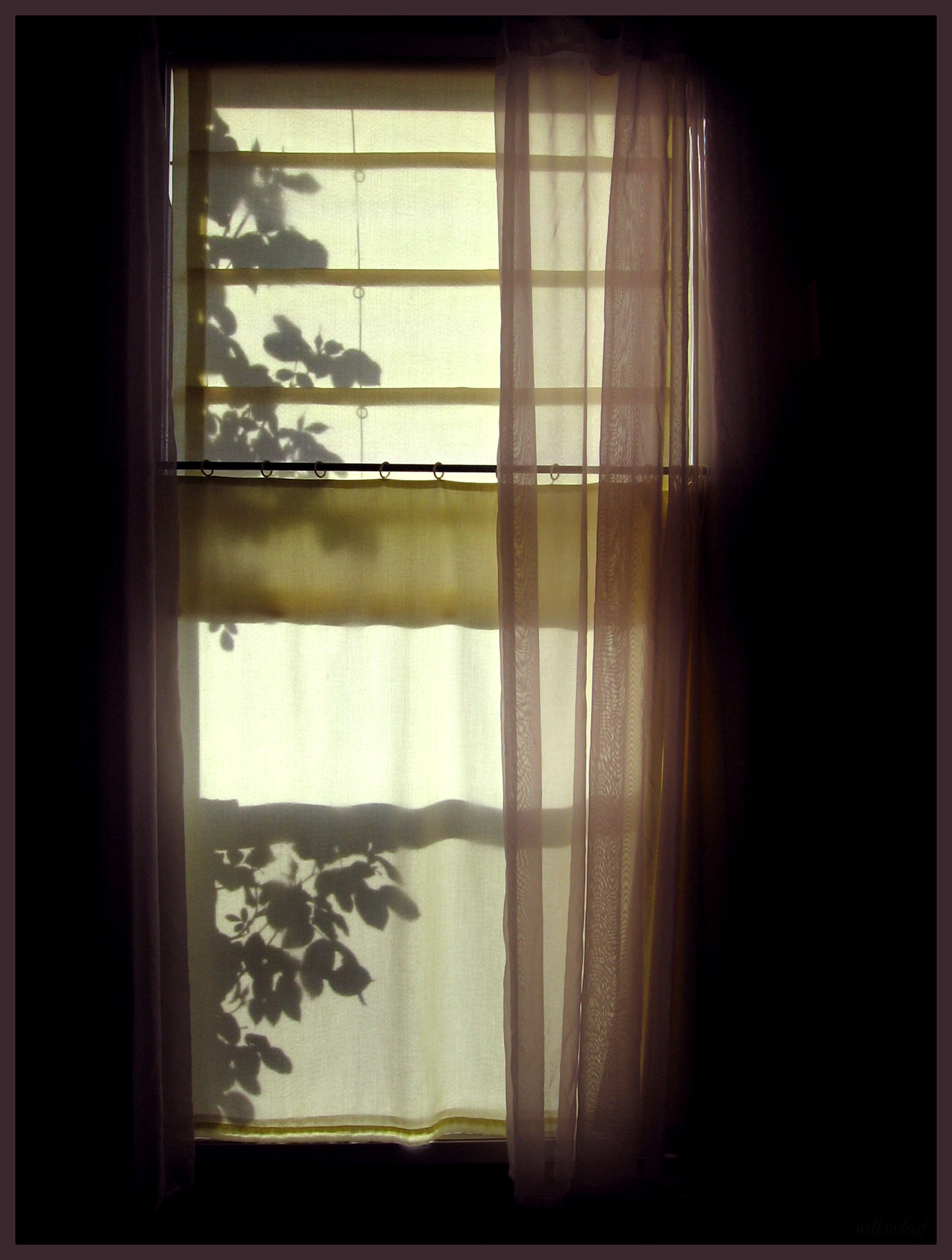 window 2- roses by willowleaf