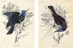Jabberjays art by Sunnybrook1