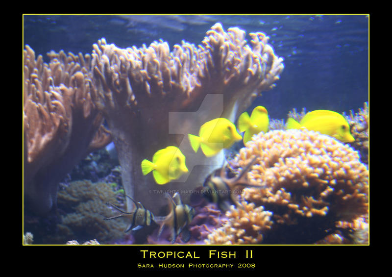 Tropical Fish II