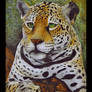 Brazilian jaguar