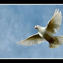 White dove