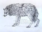 Wolf sketch by ZulayaWolf