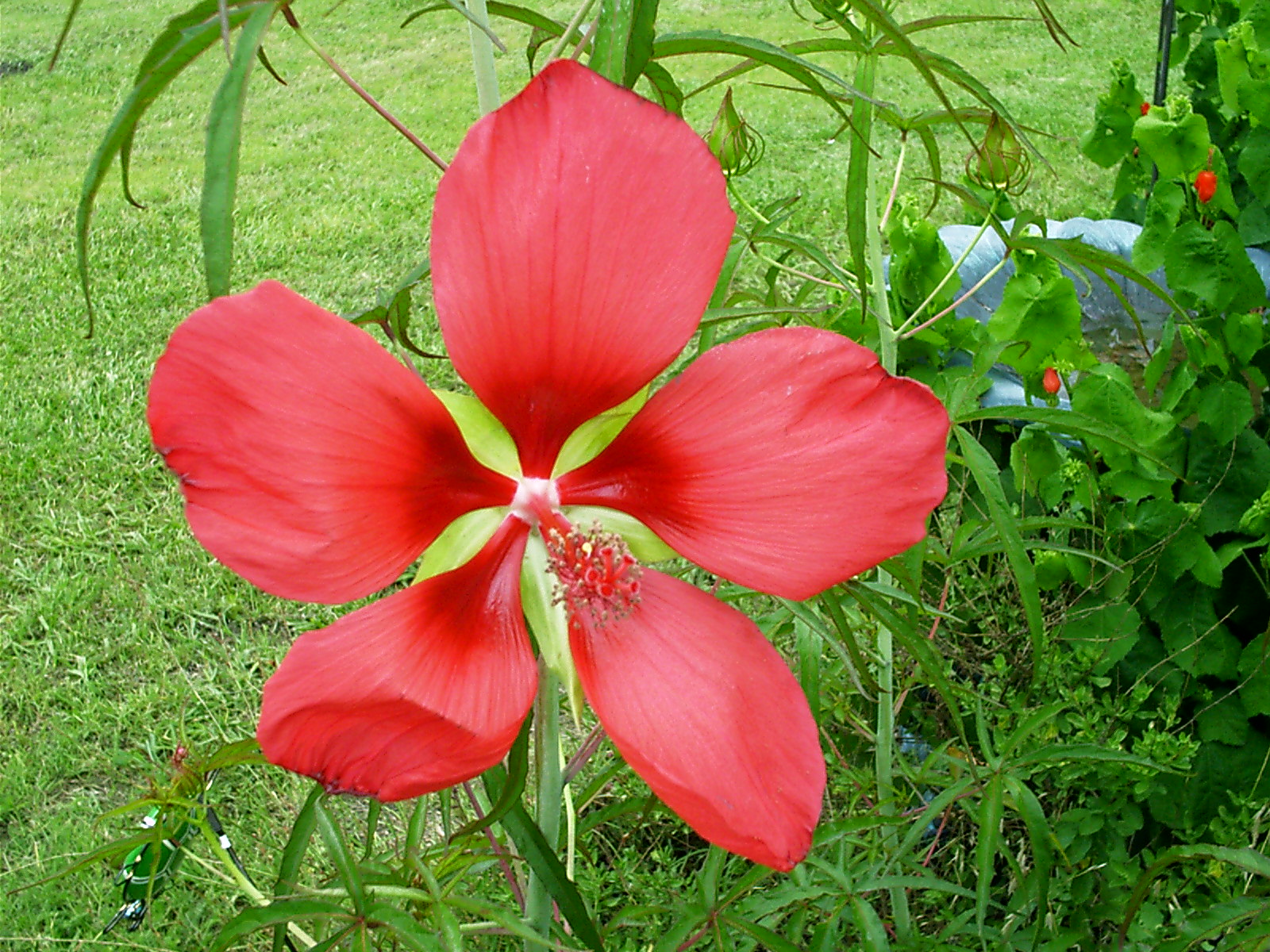 Texas Star Hibiscus