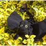 HTTYD Toothless Plushie Pic 1