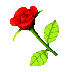 Rose animated