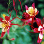 Columbine