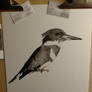 kingfisher WIP