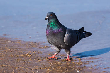 A wild pigeon on the beach