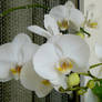 orchids