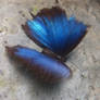 Blue butterfly