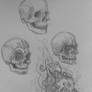 Skull sketches