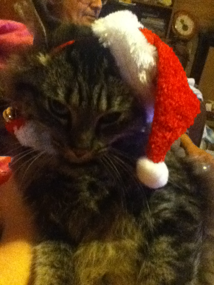 christmas kitty 2