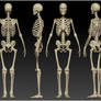 Human Skeleton Study