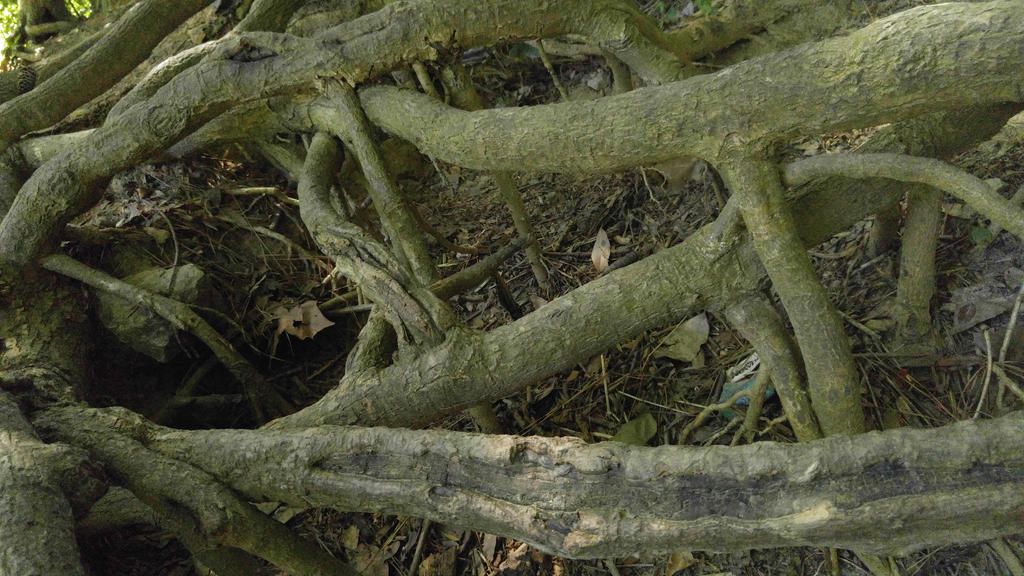 Got Roots? II by Qbandit on DeviantArt