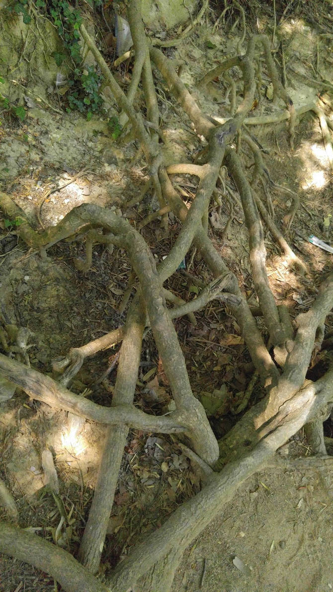 Got Roots? III by Qbandit on DeviantArt