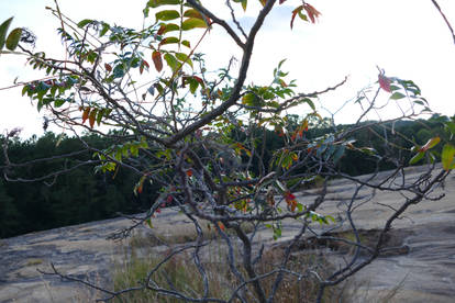 branch SURROUNDINGS at STONE MTN XI