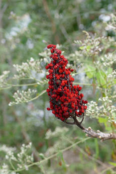 I say,Ah SAY FOGHORN-STAGHORN Sumac its called-B