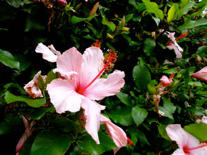 Hibiscus Flower Bush