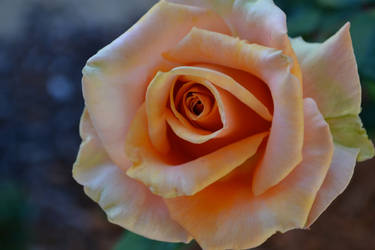 Orange rosee