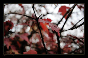 Postcard autumn _4.