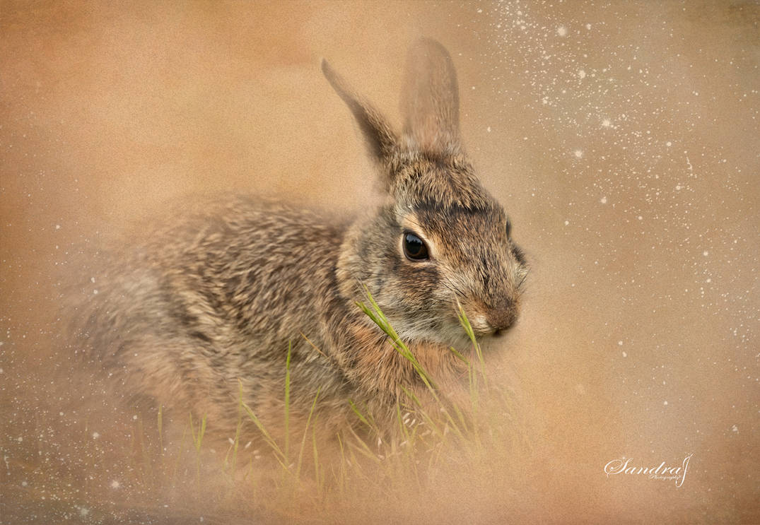 Bunny-art by Sljhnmags on DeviantArt