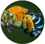 Blue Banded bee by AnnieStash