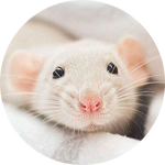 Fancy White Mouse by AnnieStash