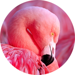 American Flamingo by AnnieStash