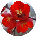 Flowering Quince by AnnieStash