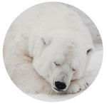 Polar bear by AnnieStash