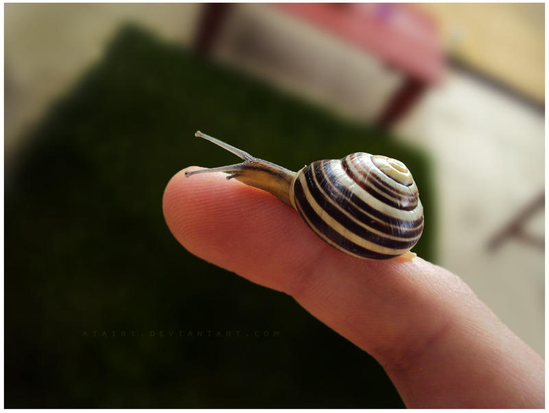 Snail