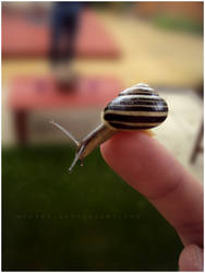 Snail.