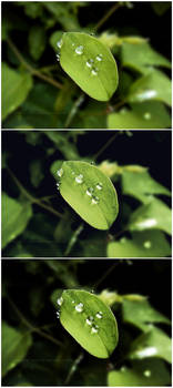 Pluie sur les feuilles