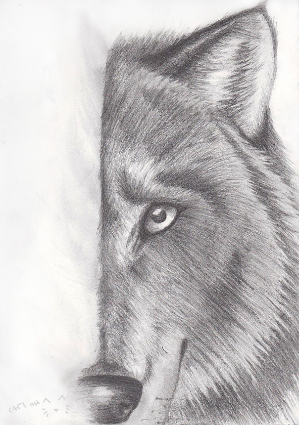 Wolf Sketch