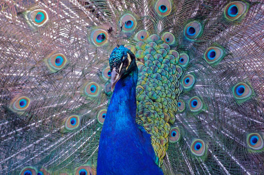 Peacock