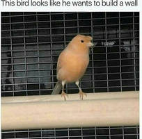 Bird Wall