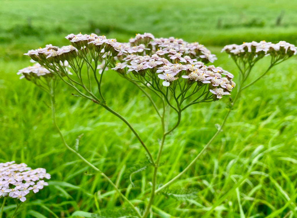 Yarrow Fill Common yarrow by Santaarnpaal on DeviantArt