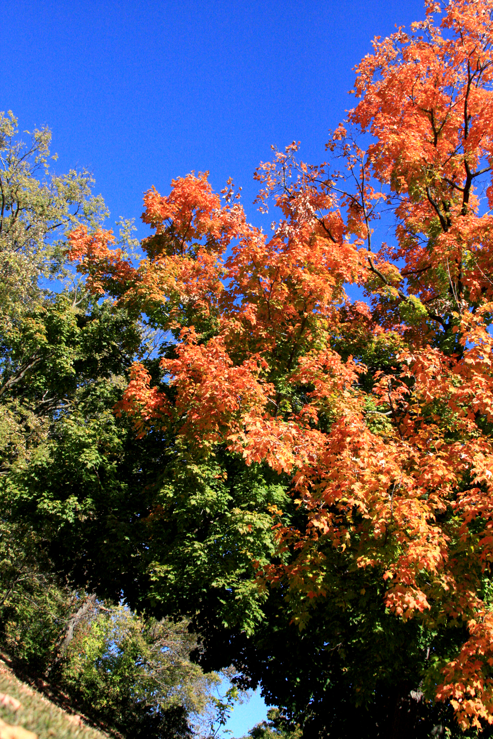 Missouri Autumn