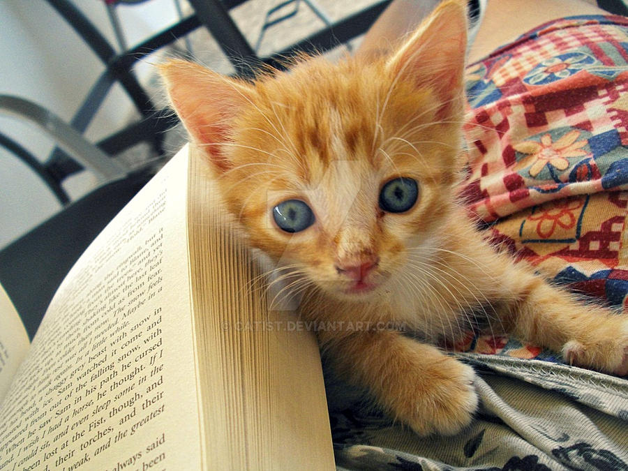 Books and Kittens. by Catist