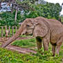 HDR elephant