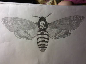 Death Head moth