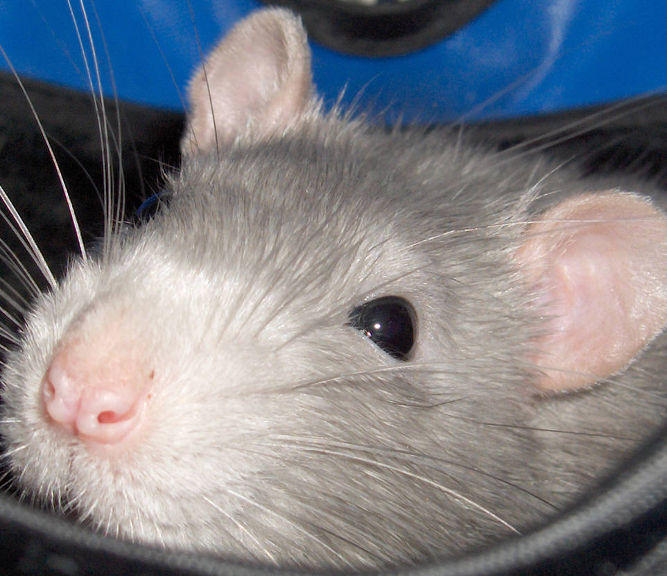 Master Splinter Close-up by Femme-Fatal on DeviantArt