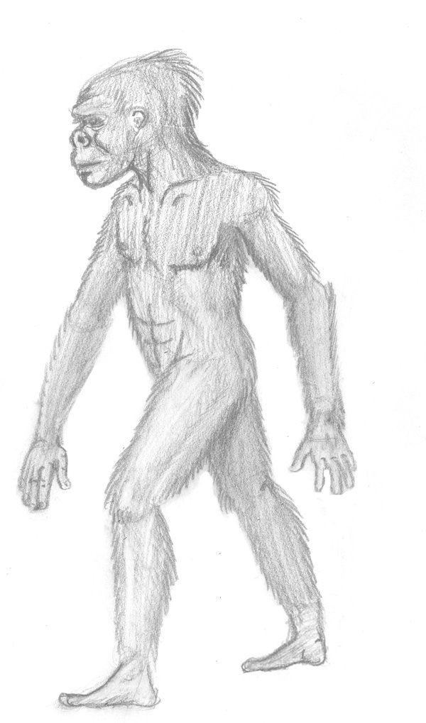 Homo Erectus by Crocazill on DeviantArt