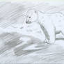 Polar bear