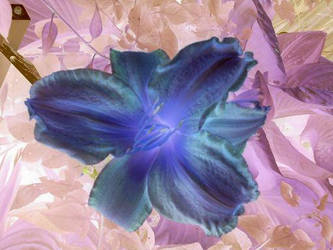 Negative Flower