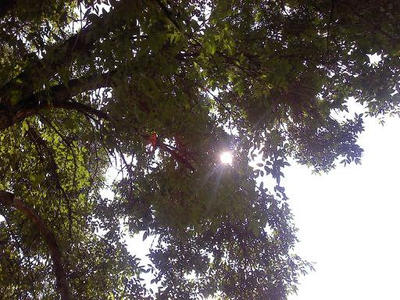 Sun Shine Through The Trees