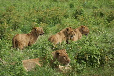 cubs with mummy